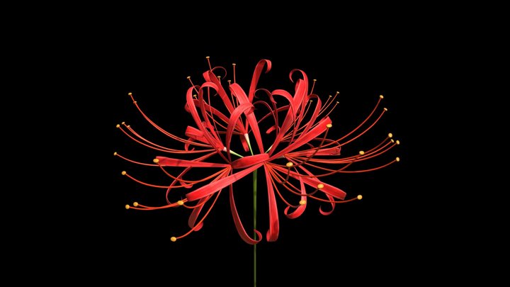 Higanbana (Red Spider Lily) 3D Model