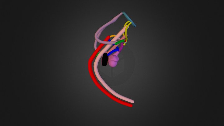 Normal Embrionic Arch Stage 6  3D Model