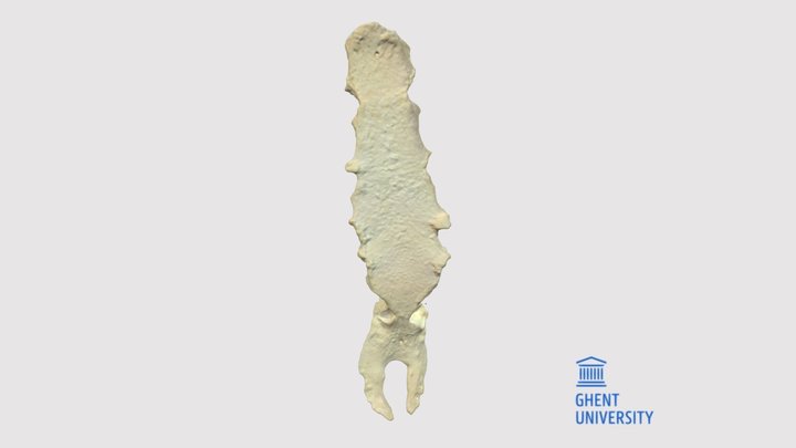 Sternum 3D Model