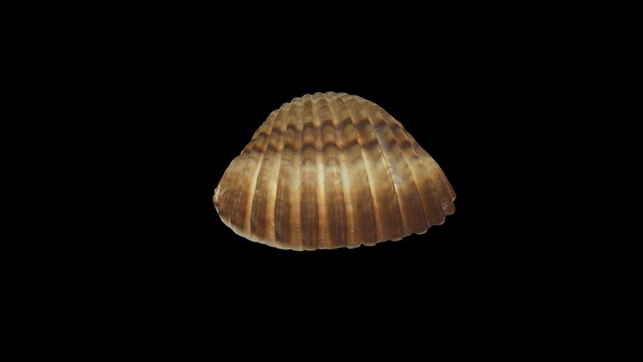 Concha 3D Model
