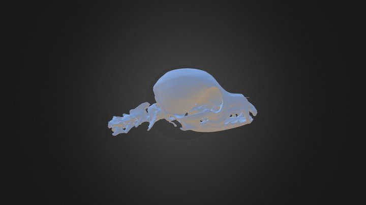 Bone Data 3D Model
