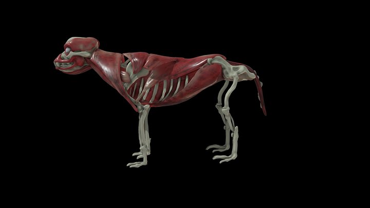 Dog skeleton and Muscle anatomy 3D Model