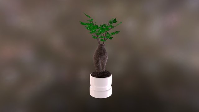 Bonsai Textur 3D Model