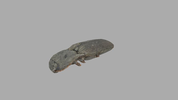 Agriotes pilosellus (Coleoptera: Elateridae) 3D Model