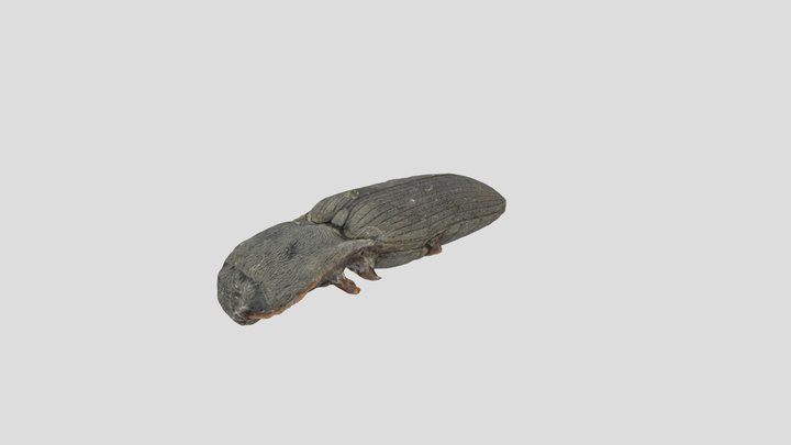 Agriotes pilosellus (Coleoptera: Elateridae) 3D Model
