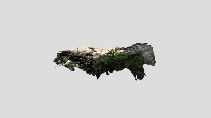 Dog Vomit Slime Mold Three Days Later Kiri