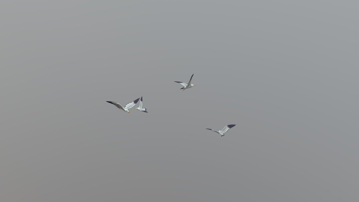 Seagulls animated 3D Model