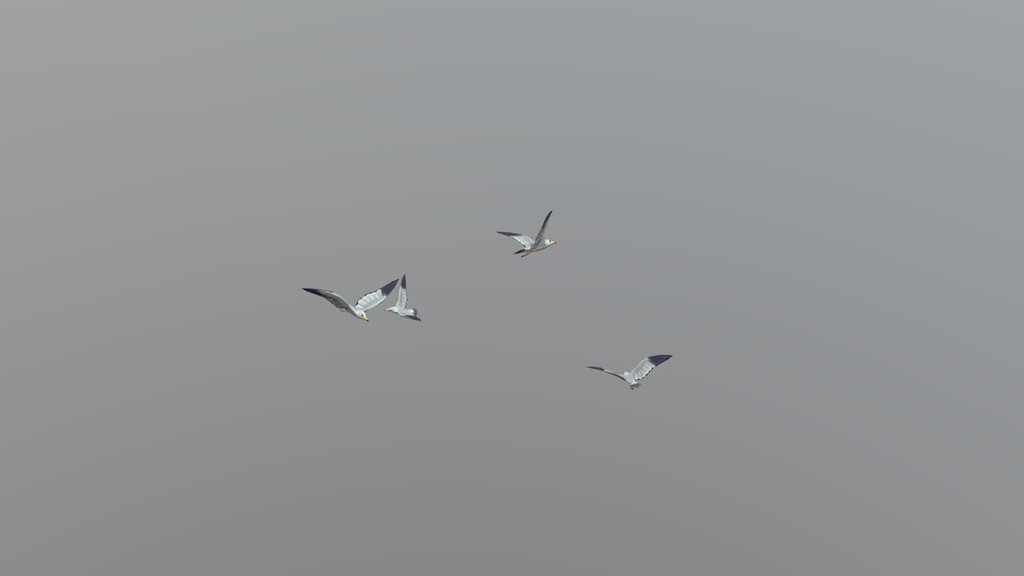 Seagulls animated