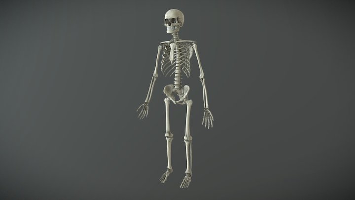 Male Human Skeleton 3D Model