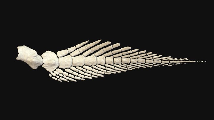Australian lungfish pectoral fin endoskeleton 3D Model