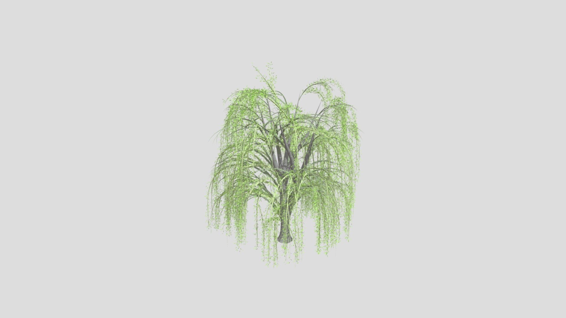 Weeping willow
