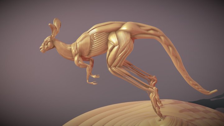 Running kangaroo ecorche 3D Model