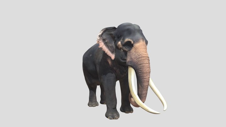 Sri Lankan tusker 3D Model