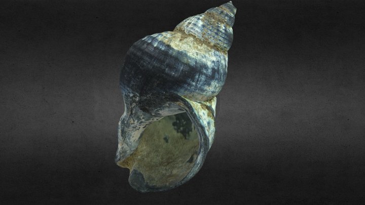 Wellhornschnecke 3D Model