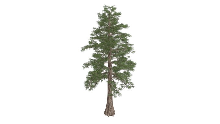 Western Red Cedar Tree #07 3D Model