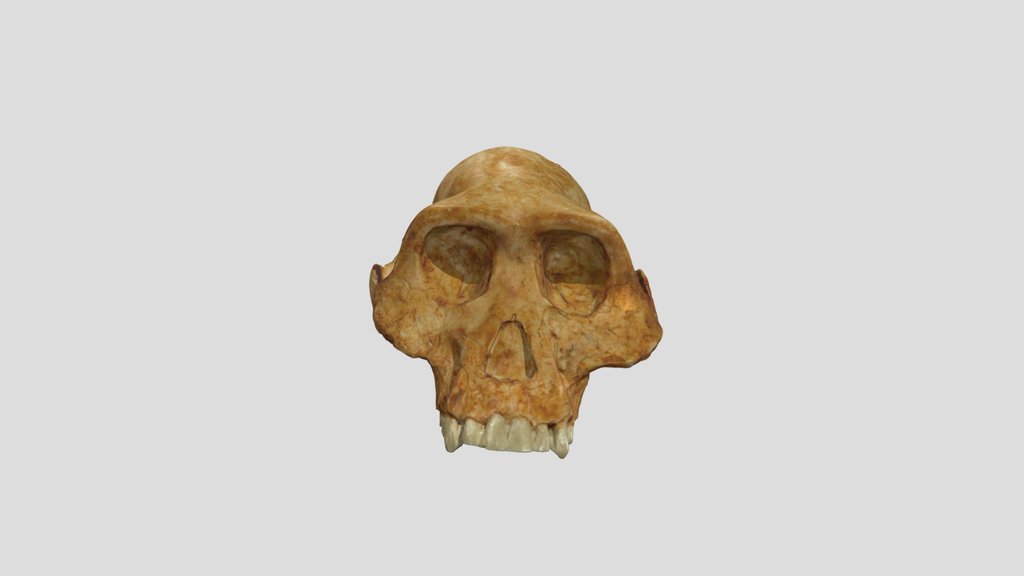 A. afarensis - Skull