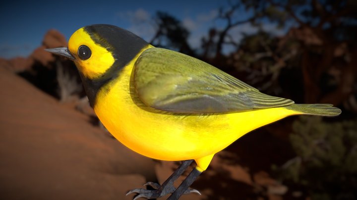 Yellow bird 3D Model
