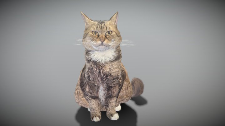 Fluffy cat 15 3D Model