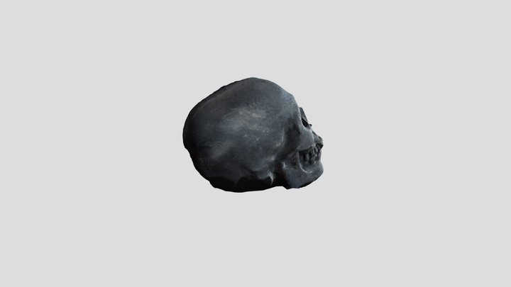 Skull 3D Model