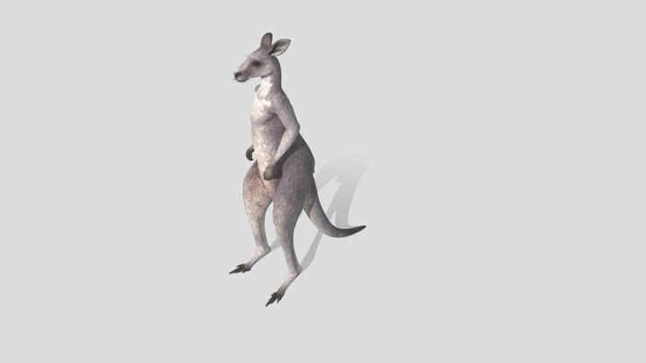 male kangaroo from COTW game