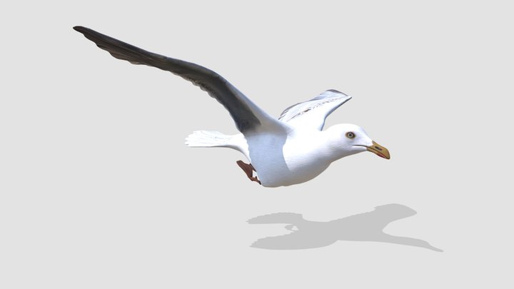 seagull 3D Model