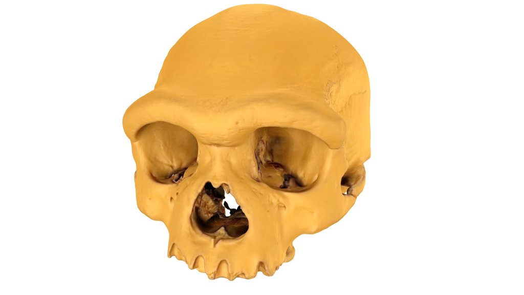 Harbin Cranium 2.0 3D Model