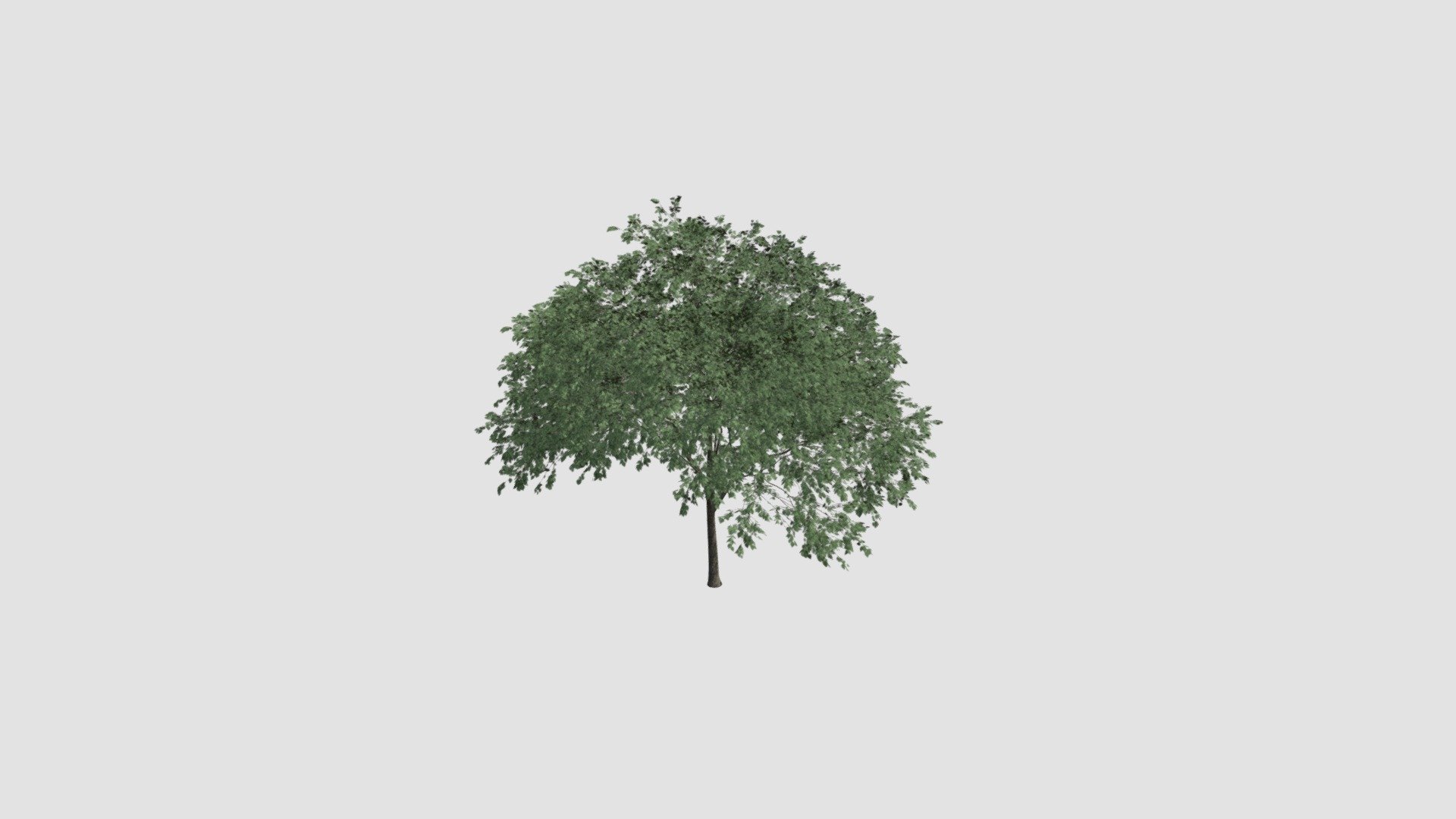 tree - Buy Royalty Free 3D model by Evermotion [73c7e1c] - Sketchfab Store