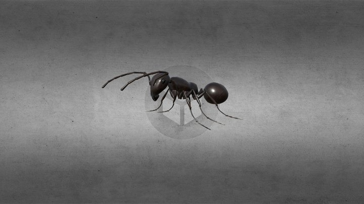 Ant Animated 3D Model