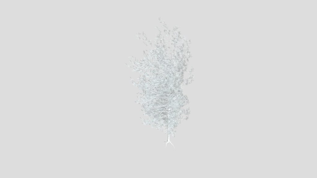 Sj Alpine Pine Tree