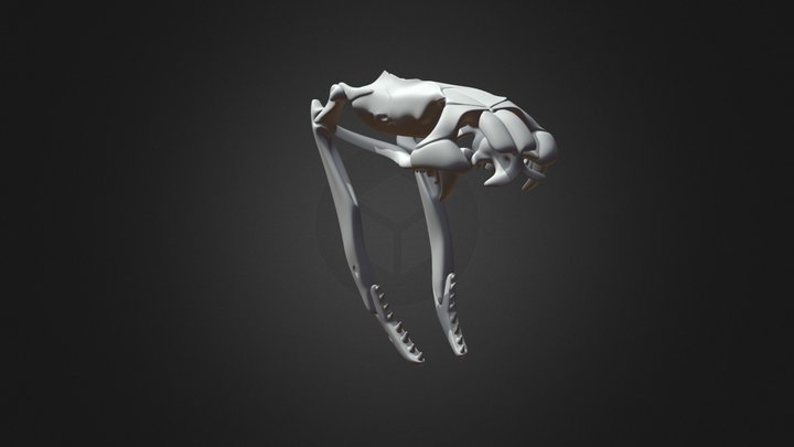 Coralsnake Skull 3D Model