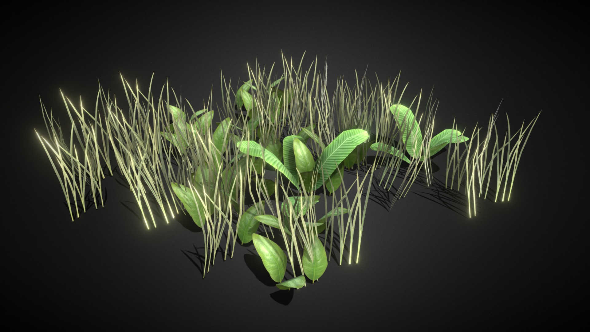 3D model Grass V2 - This is a 3D model of the Grass V2. The 3D model is about a close-up of a plant.