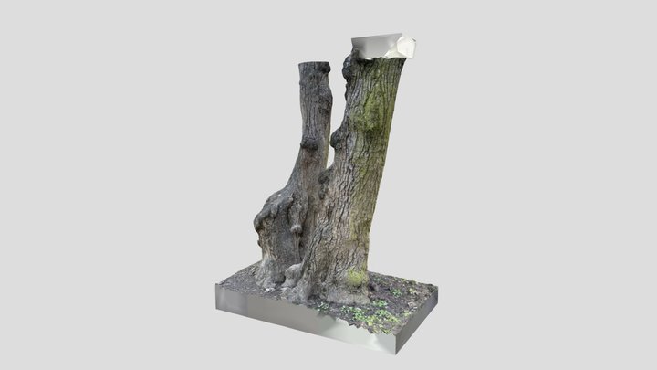 Double Tree Trunk 3D Model