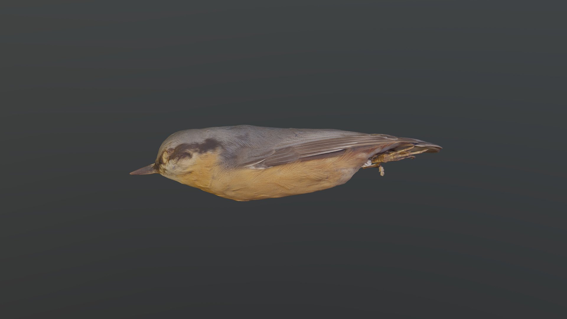 Eurasian Nuthatch - Sitta europaea caesia