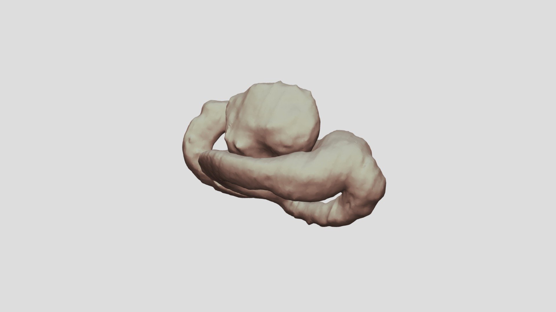 Labyrinth of a juvenile Proteus anguinus