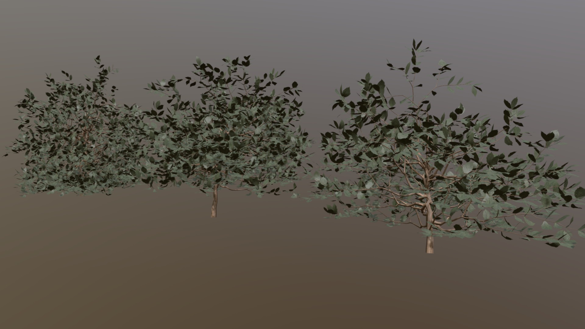 3D model Shrubs - This is a 3D model of the Shrubs. The 3D model is about a group of trees in a foggy area.