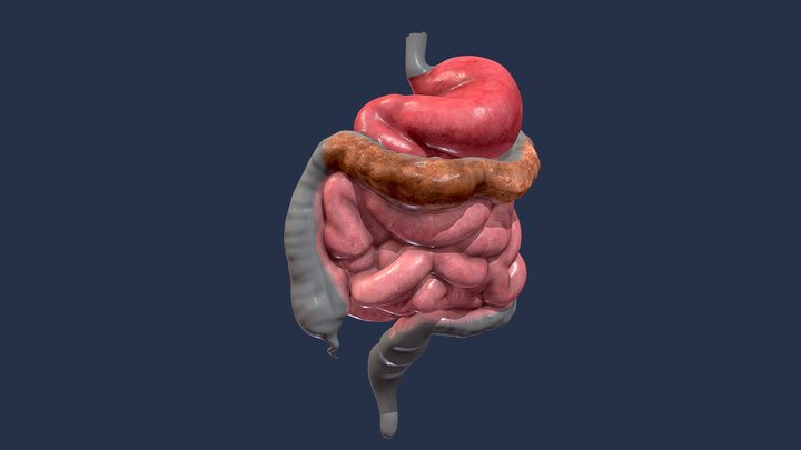 Digestive System 3D Model