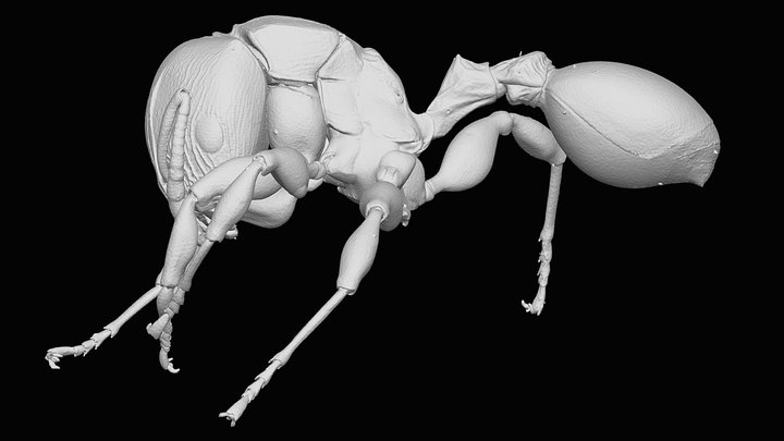 Terataner elegans Bernard, 1953 3D Model