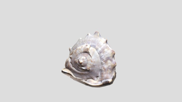 Gasteropodo 3D Model