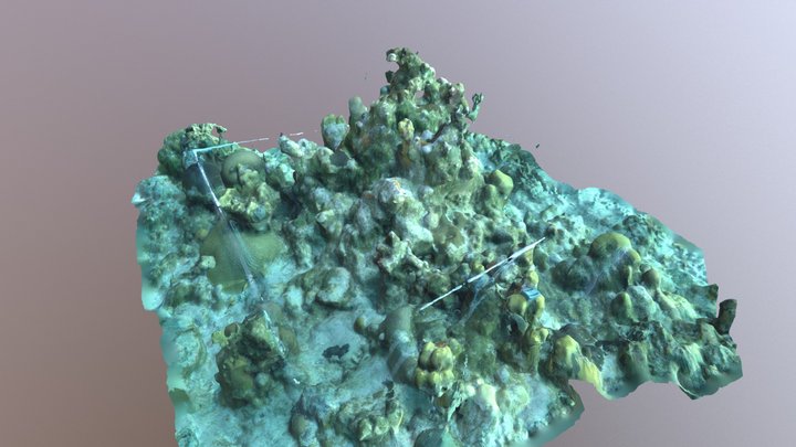 Coral Reef around Utila, Honduras, 2016 3D Model