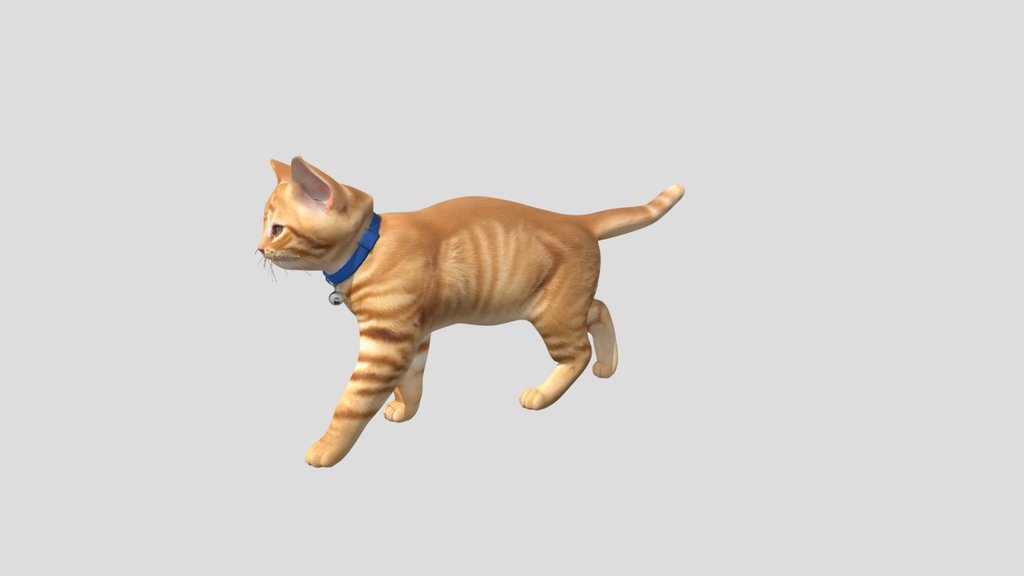 Orange Tabby Kitten With Blue Collar