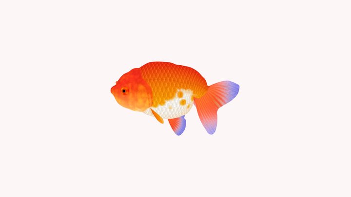 金鱼 3D Model
