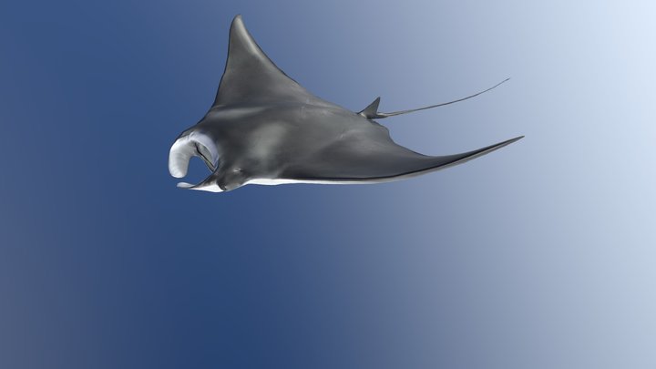 Model 84B - Manta Ray Swimming