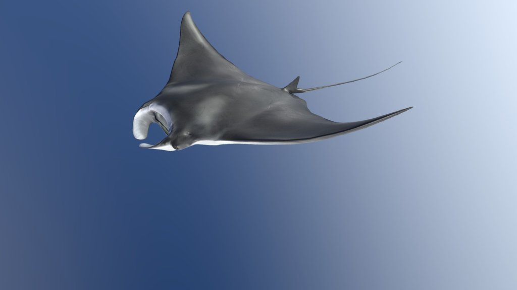 Model 84B - Manta Ray Swimming