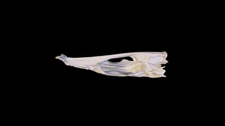 Barracuda_Med 3D Model