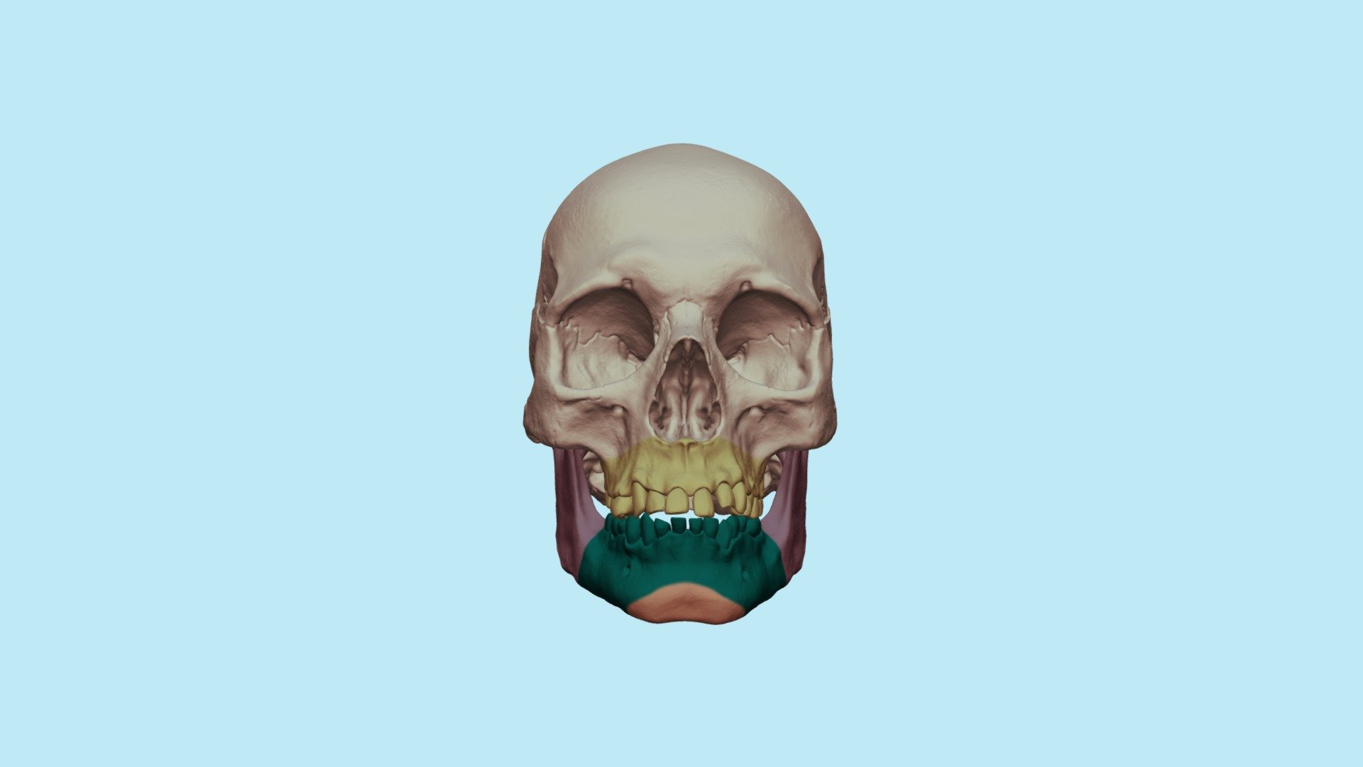 Асимметрия челюсти - 3D model by Dentell [73eff54] - Sketchfab
