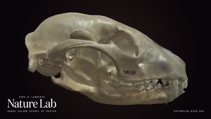 Raccoon – Kostenloses 3D-Modell STL