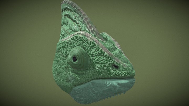 Chameleon Head Sculpt 3D Model
