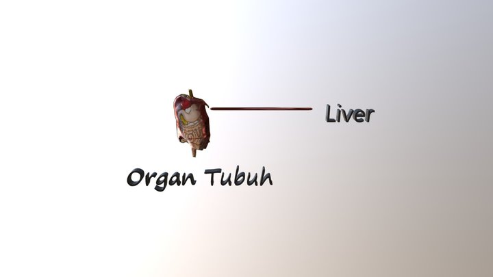 3D Organ 3D Model