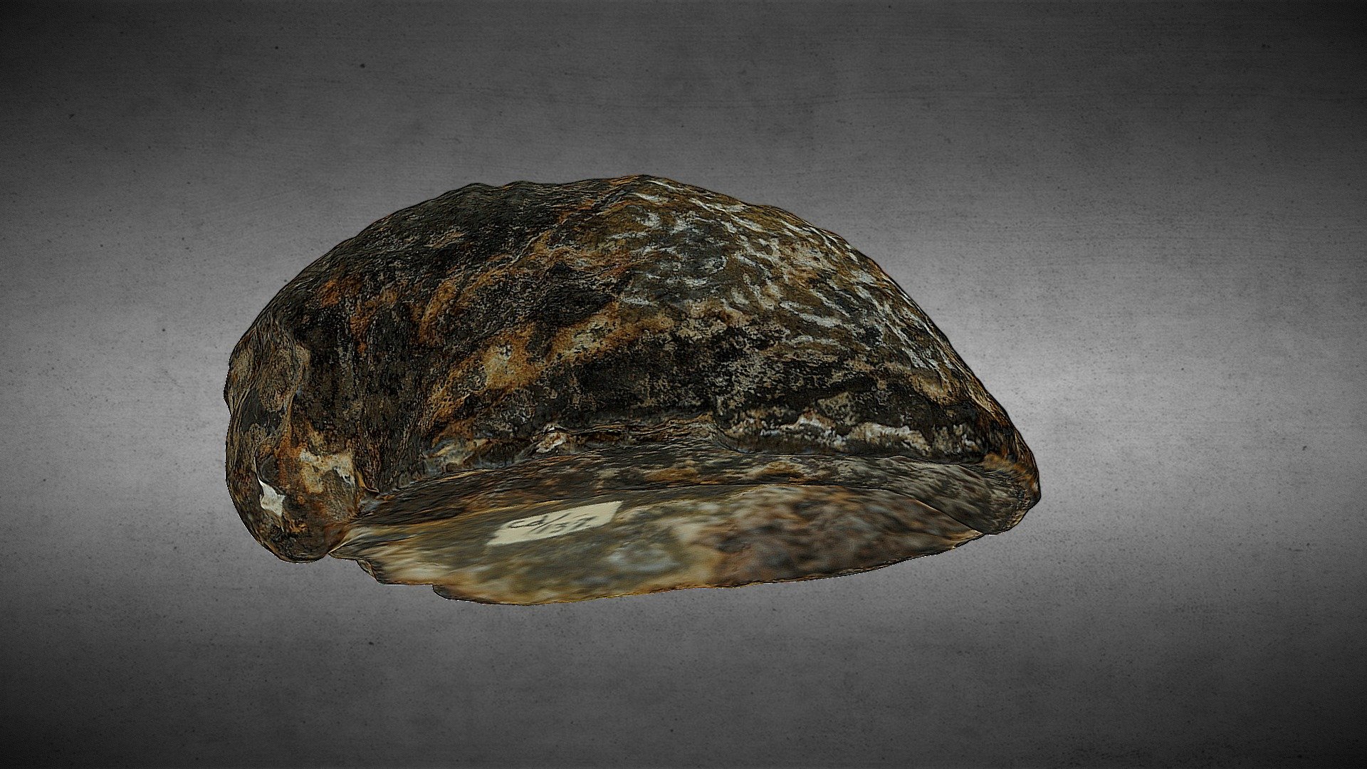 Productus sp.