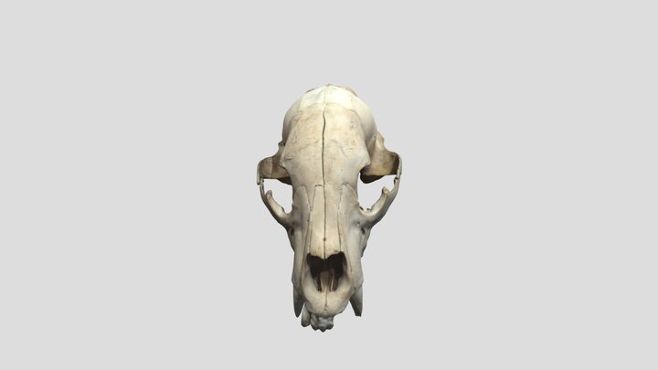 Bear skull before retouch 3D Model